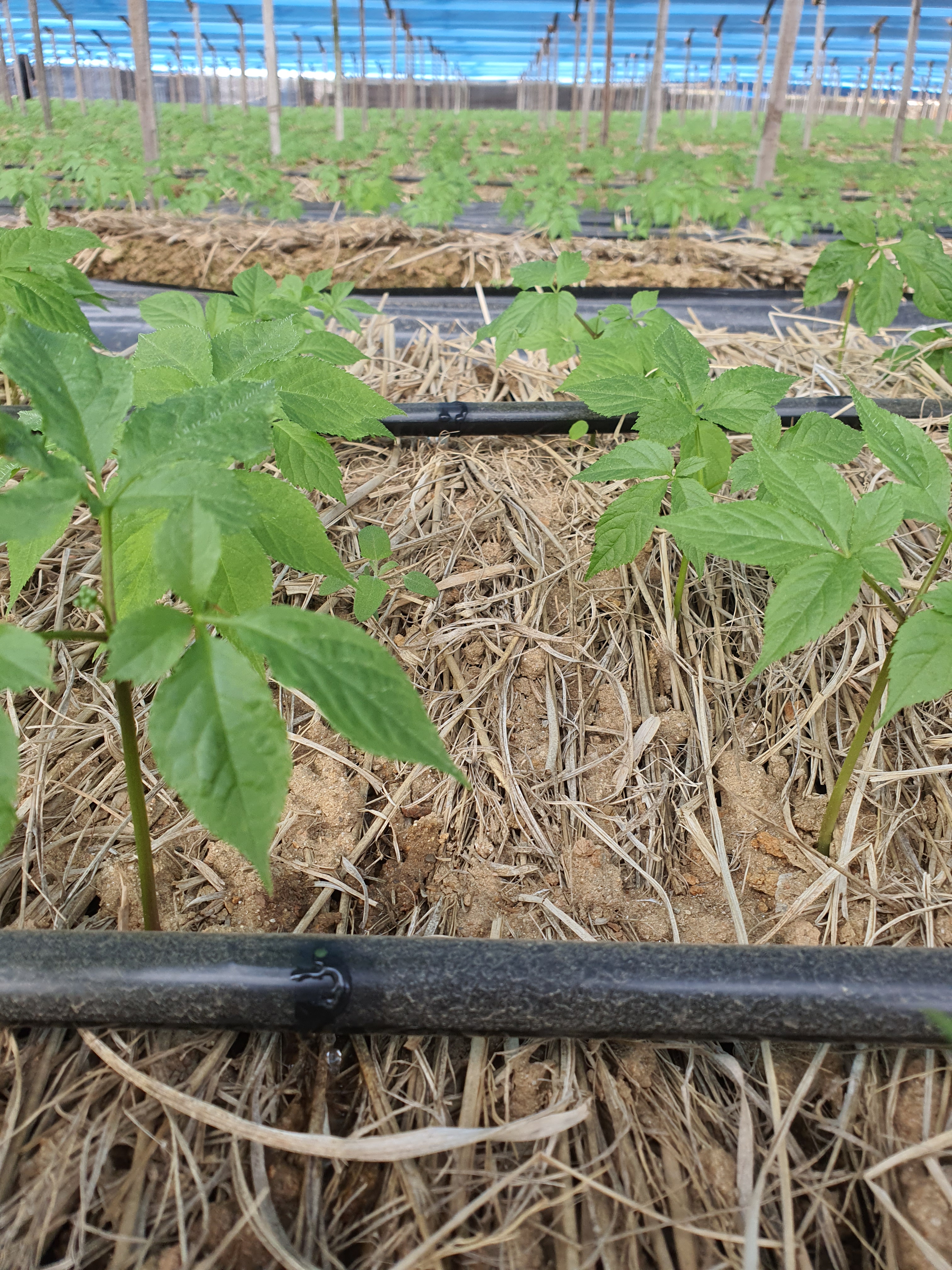 Ginseng_Open field cultivation [첨부 이미지1]