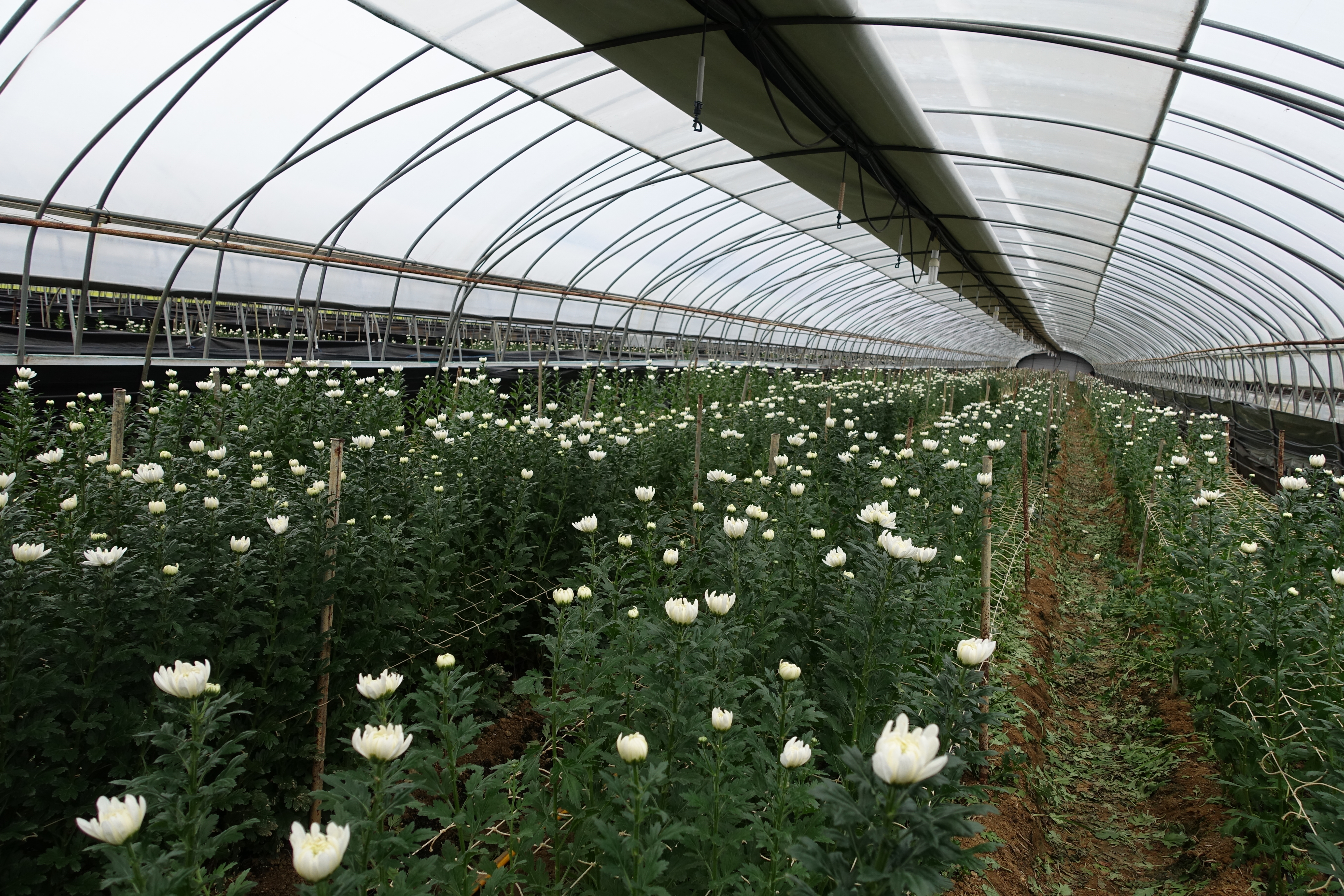 Flower _ Chrysanthemum soil cultivation [첨부 이미지1]