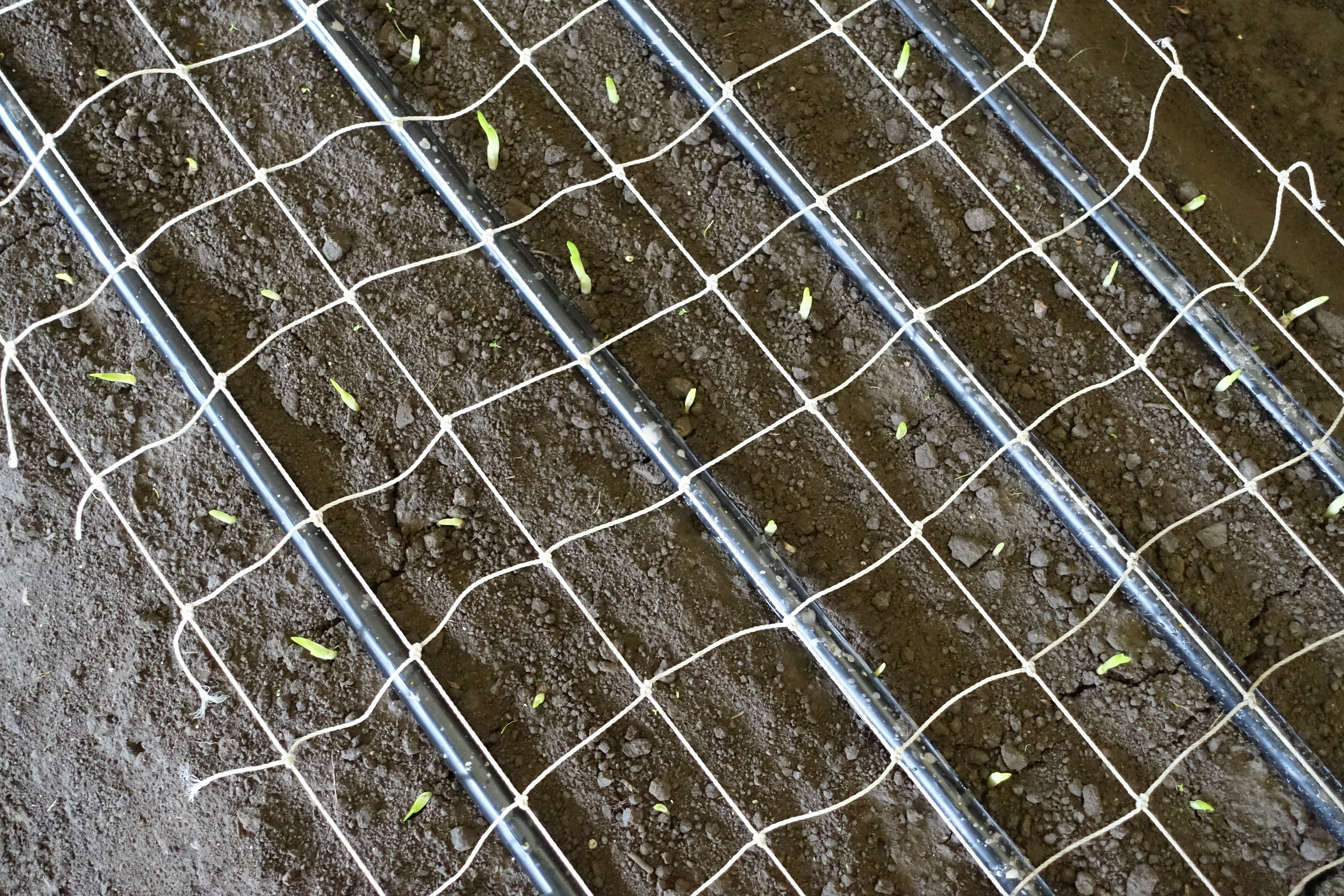 Flower _ Chrysanthemum soil cultivation [첨부 이미지2]